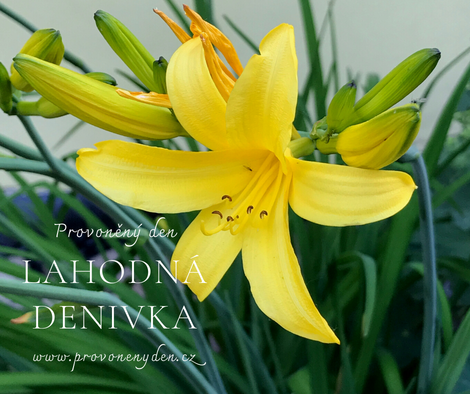 Lahodna denivka 1
